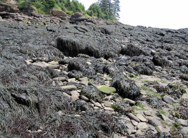 . . . to a seaweed-encrusted rocky shoreline.