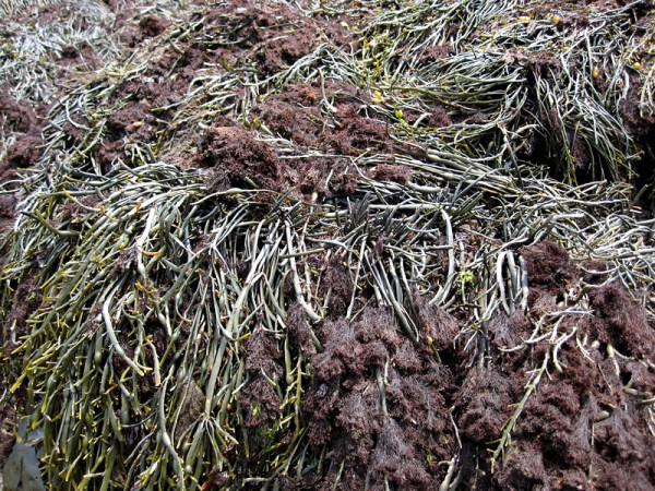 A square metre of this rocky shore must host thousands of plants and animals.