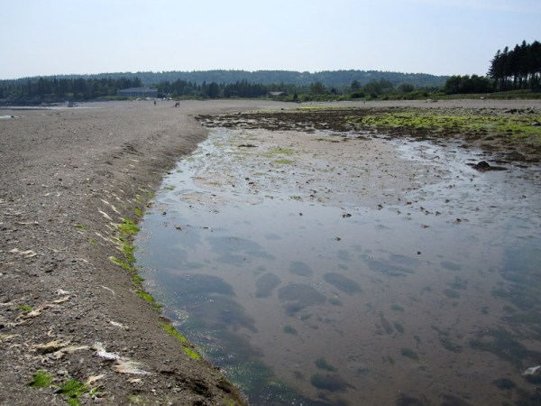 Many of the jellies are near one or two large channels/creeks along the beach