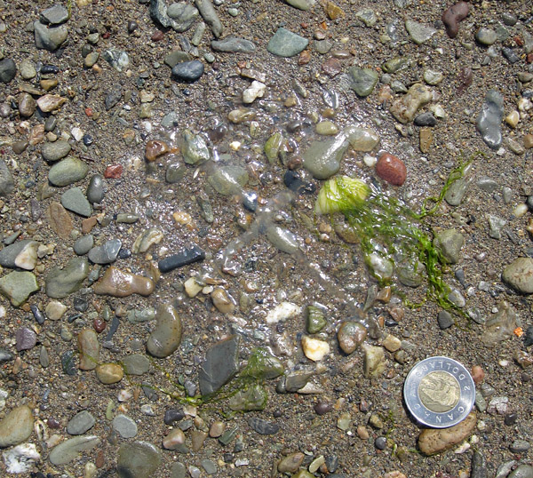 The tough canals and gonads maintain some plumpness