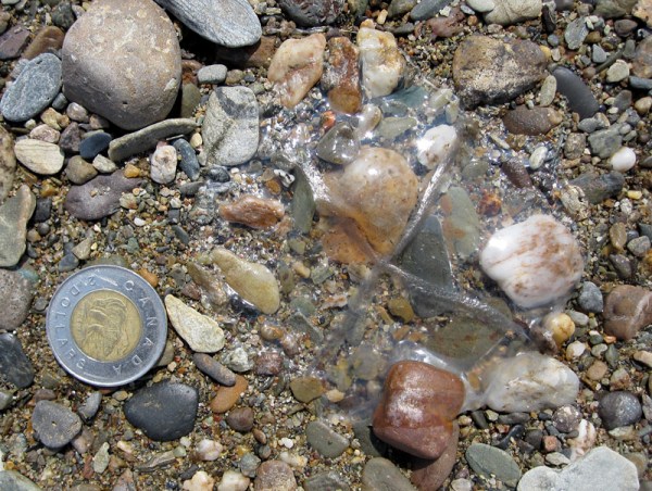 As jelly begins to dry, the mesoglea collapses