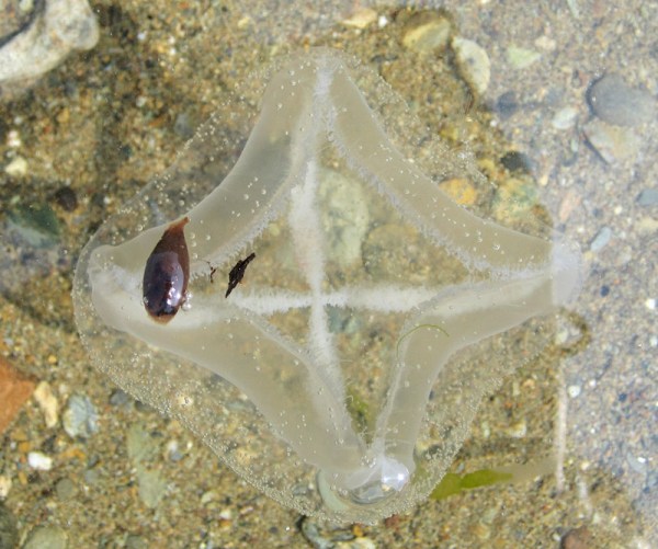 When muscles contract, jelly takes a much more quadrate shape