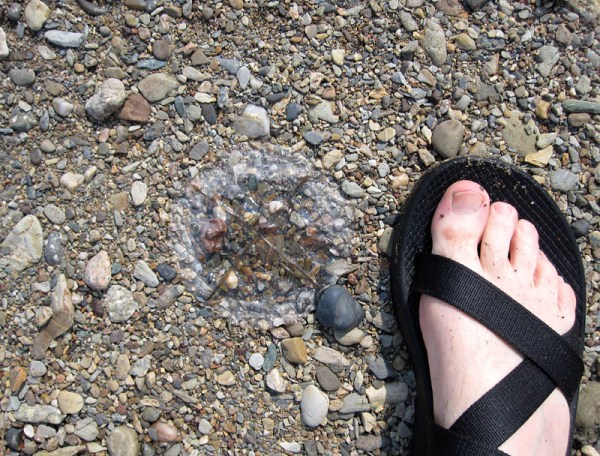 The outer parts develop a silvery appearance - becoming dry and "crispy"