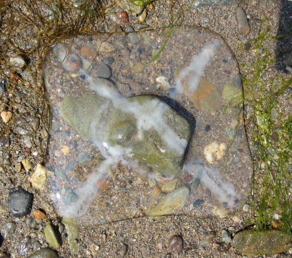 Even a fresh example conforms to the stones beneath it on the beach - no skeleton!