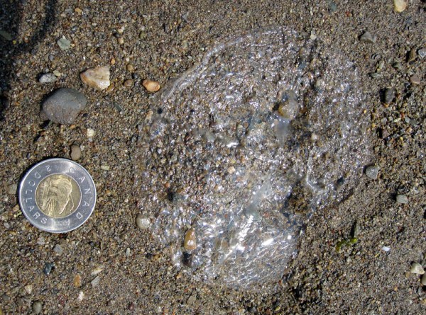 Any further than this and the jelly will no longer be recognizable, it will be gone