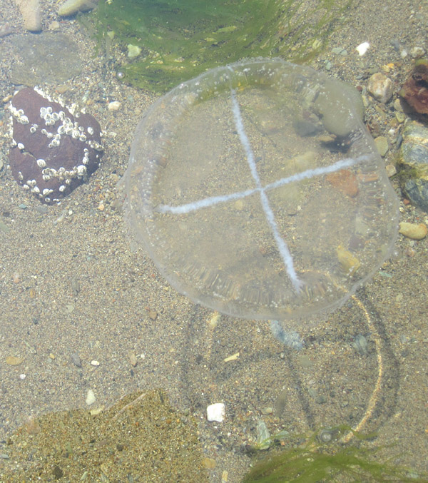 A free-swimming jelly over sand