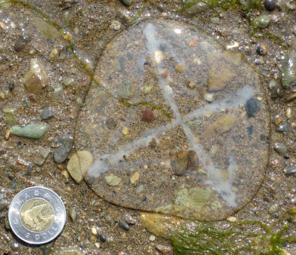A very fresh jelly on the beach isn't much different from a live one