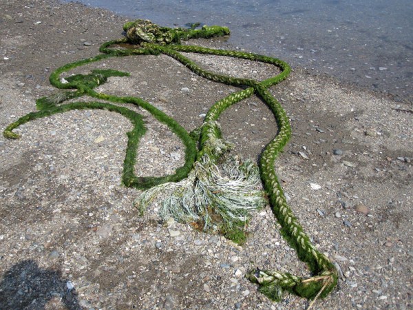 rope with algae