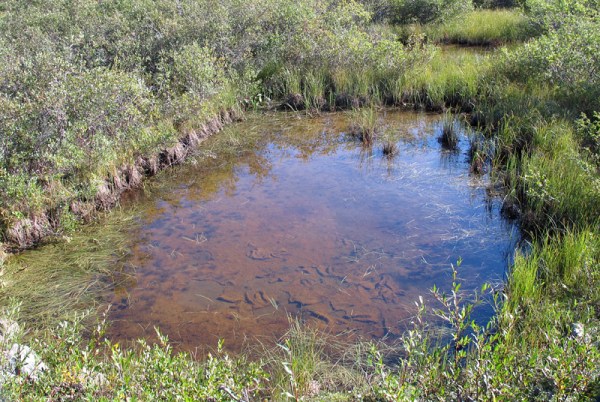 Let's take a look at the bottom of this little pond . . .