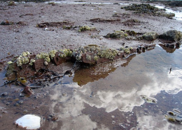 Barnacles on sandstone bedrock
