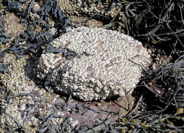 Barnacles in uncountable profusion