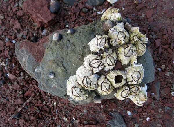 Barnacles on sandstone