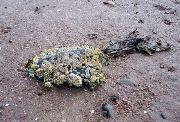 Barnacles and seaweed on a basalt cobble