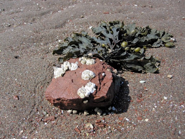 Barnacles and seaweed on a sandstone cobble