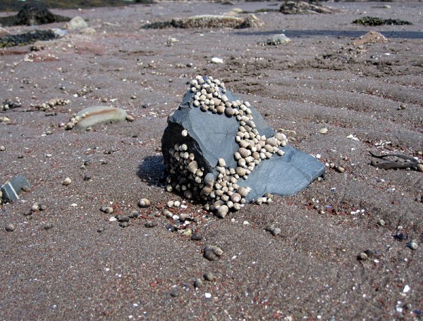 Periwinkles on a basaltic boulder