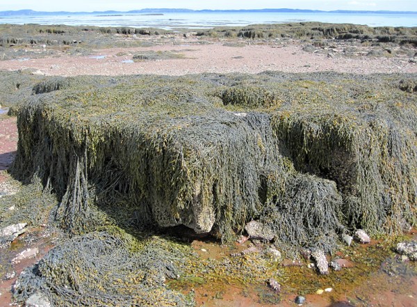 Seaweed on sandstone bedrock