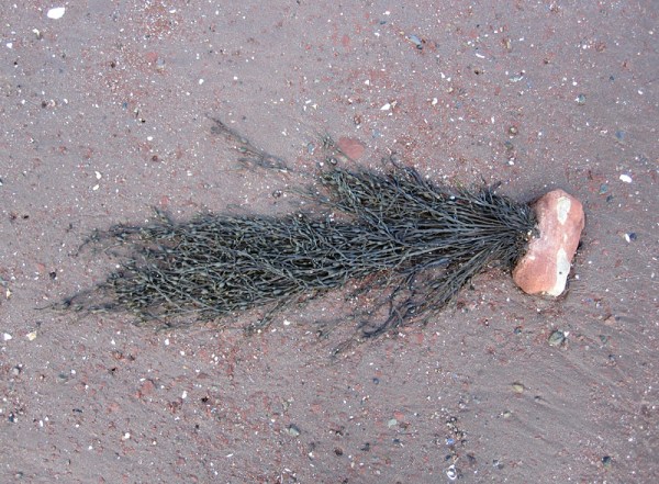 Seaweed on a sandstone cobble