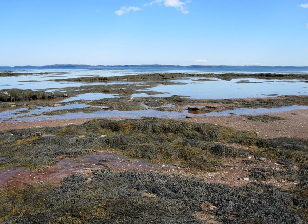 The Saint Andrews shore, with Deer Island on the horizon